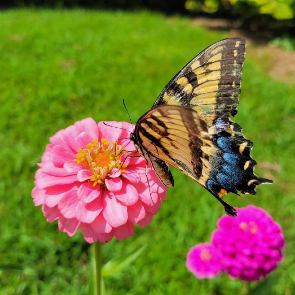 Meet your Posher, Jen